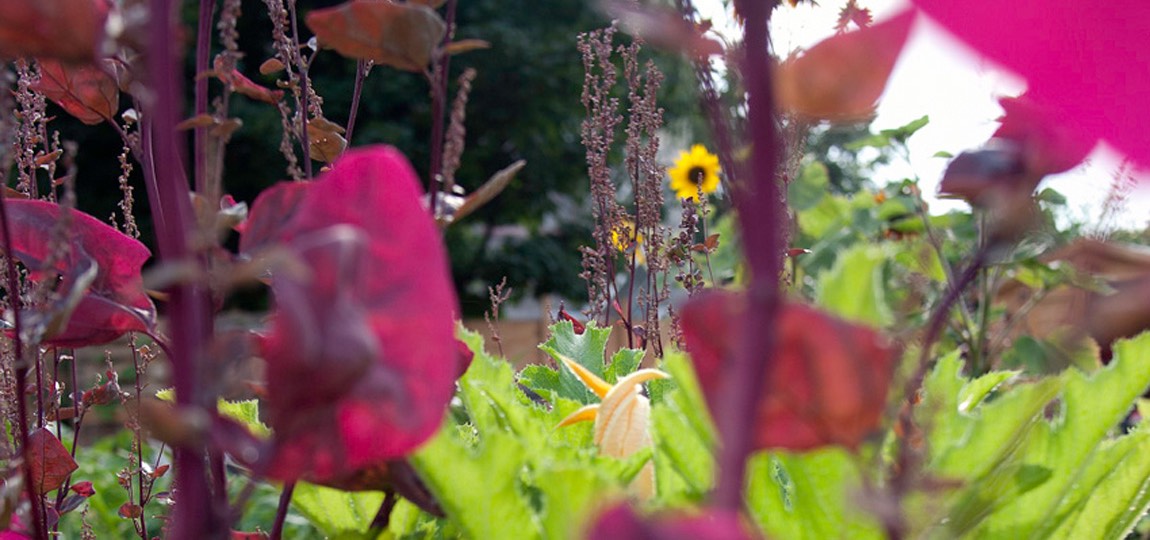 Urban Gardening Himmelbeet Berlin Raumstar Architekten