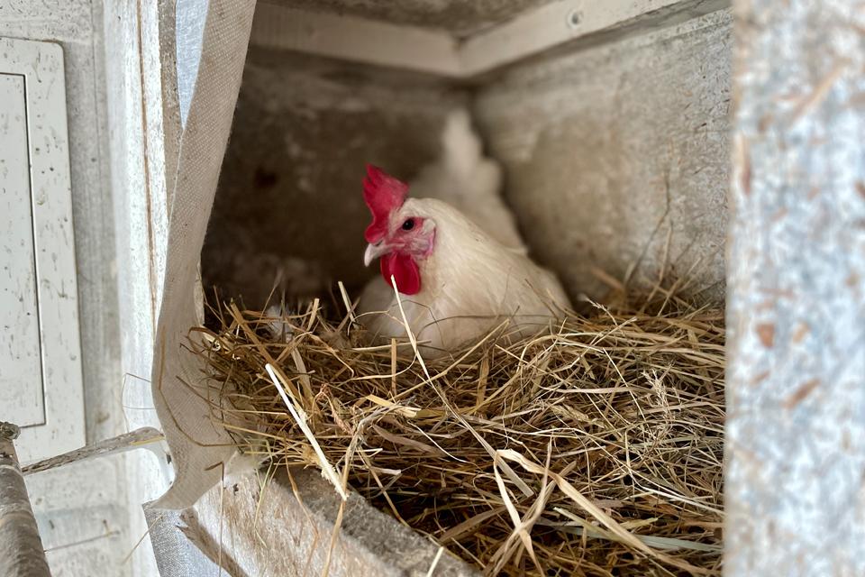 Huhn im Korb